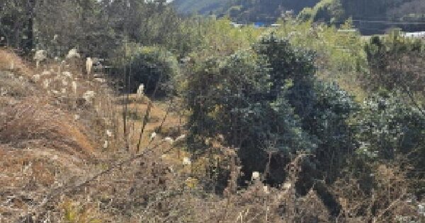 전라남도 장흥군 대덕읍 옹암리 499-1 전 경매 물건 이미지