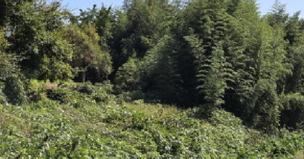 전라남도 강진군 병영면 상낙리 591-2 답 경매 물건 이미지