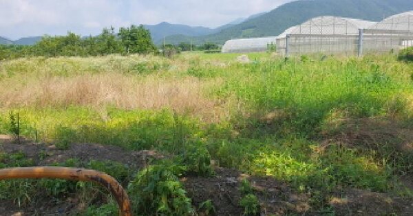 전라남도 장흥군 안양면 신촌리 156 전 경매 물건 이미지