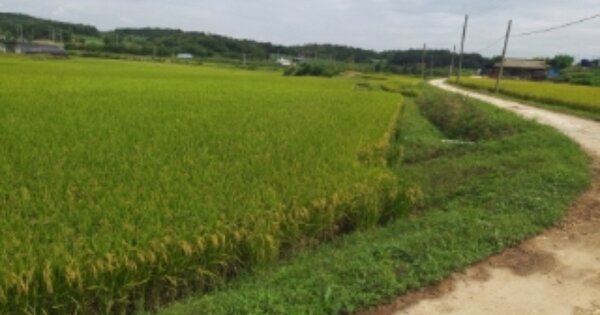 충청남도 당진시 송악읍 영천리 OOOOO 답 경매 물건 이미지