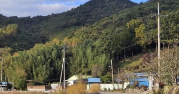 전라남도 보성군 조성면 은곡리 OOOOO 임야 경매 물건 이미지