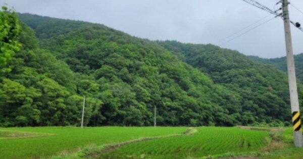 경상북도 영덕군 남정면 사암리 OOOO 답 경매 물건 이미지