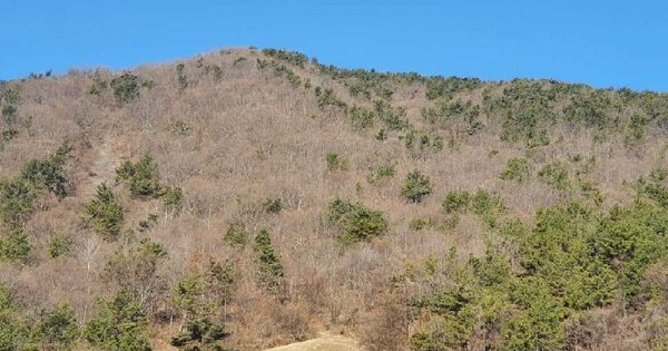 경상남도 고성군 동해면 양촌리 OOOO 임야 경매 물건 이미지