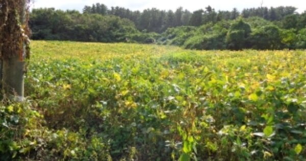 제주특별자치도 제주시 조천읍 대흘리 OOOOOO 과수원 경매 물건 이미지