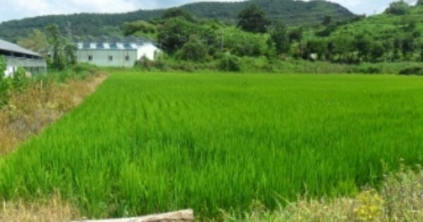 전라북도 정읍시 덕천면 상학리 OOOOO 답 경매 물건 이미지