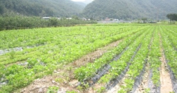 경상북도 문경시 가은읍 민지리 OOO 답 경매 물건 이미지
