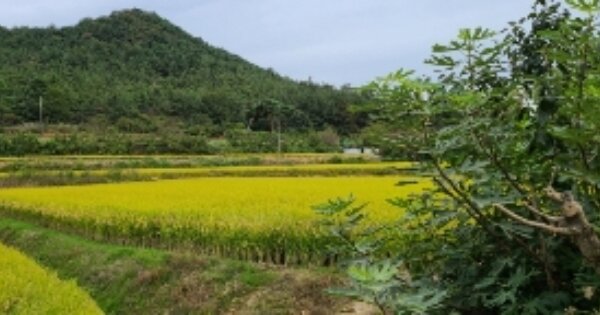 전라남도 나주시 반남면 석천리 OOOOO 답 경매 물건 이미지