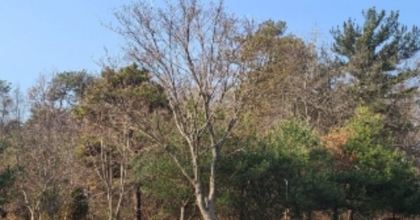 광주광역시 광산구 용봉동 OOOOO 임야 경매 물건 이미지
