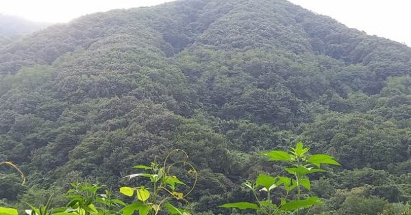경기도 포천시 관인면 삼율리 OOOO 임야 경매 물건 이미지