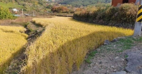 경상남도 창원시 마산합포구 진전면 평암리 OOOOOO O OOO 답 경매 물건 이미지