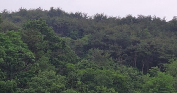 경상북도 영덕군 축산면 부곡리 OOO 임야 경매 물건 이미지