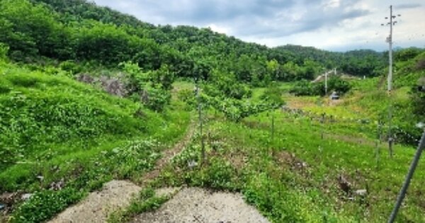 충청북도 제천시 수산면 전곡리 OOOO O OOO 답 경매 물건 이미지