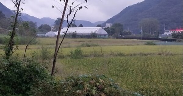 충청남도 공주시 반포면 온천리 OOO 답 경매 물건 이미지