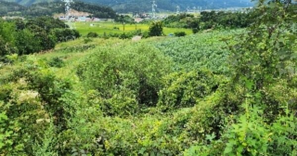 충청북도 제천시 백운면 방학리 OOOOO O OOO 과수원 경매 물건 이미지