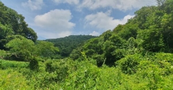 경상남도 의령군 화정면 석천리 OOOO 임야 경매 물건 이미지