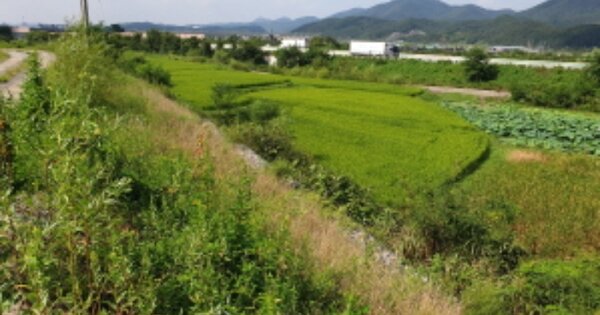 경상북도 경주시 건천읍 모량리 OOOOOO 답 경매 물건 이미지