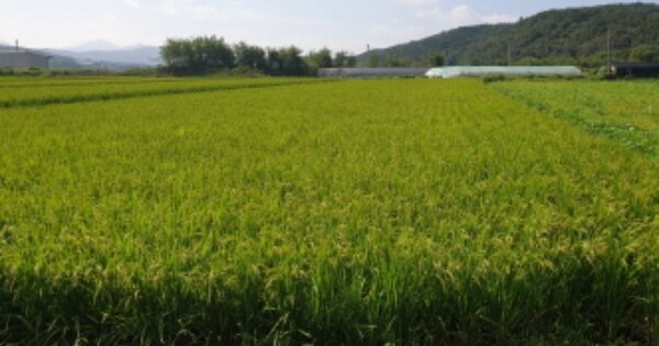 경상북도 경주시 천북면 덕산리 OOOOO 답 경매 물건 이미지