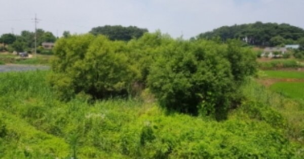 충청남도 당진시 송악읍 복운리 OOOOO O OOO 답 경매 물건 이미지