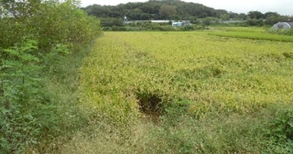 충청남도 당진시 송악읍 영천리 OOOO 답 경매 물건 이미지