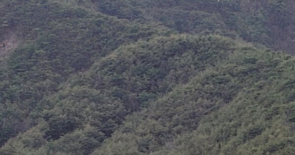 경상북도 영양군 영양읍 감천리 OOOO O OOO 임야 경매 물건 이미지