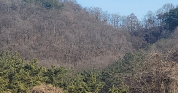 경상북도 경산시 자인면 옥천리 OOOOO 임야 경매 물건 이미지