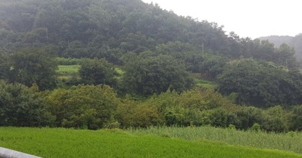 경상북도 의성군 사곡면 화전리 OOO 답 경매 물건 이미지