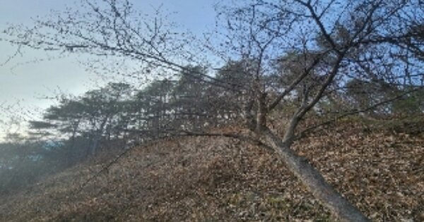 충청북도 옥천군 군서면 금산리 OOOOO 임야 경매 물건 이미지