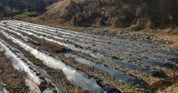 충청남도 예산군 응봉면 주령리 OOO O OOO 전 경매 물건 이미지