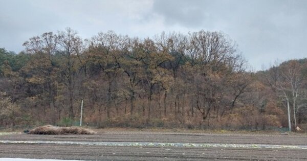 충청남도 청양군 남양면 금정리 OOOOO 임야 경매 물건 이미지