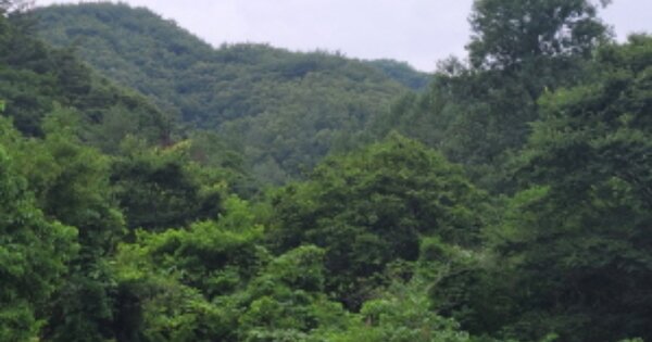 경상북도 포항시 북구 죽장면 침곡리 OOO 답 경매 물건 이미지