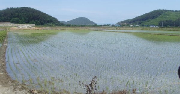 전라남도 완도군 완도읍 중도리 OOOOOO 답 경매 물건 이미지