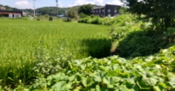 충청남도 당진시 대덕동 OOOO 답 경매 물건 이미지