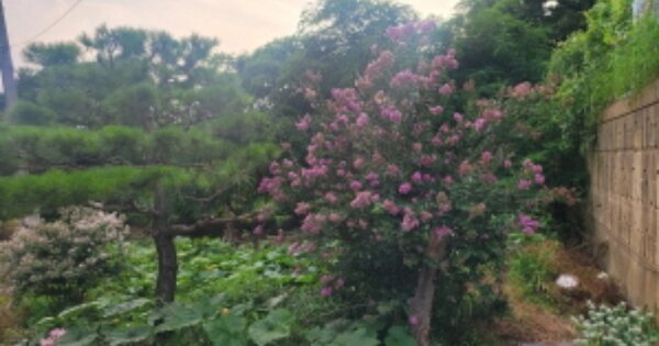 경기도 파주시 야당동 OOOOO O OOO 대지 경매 물건 이미지