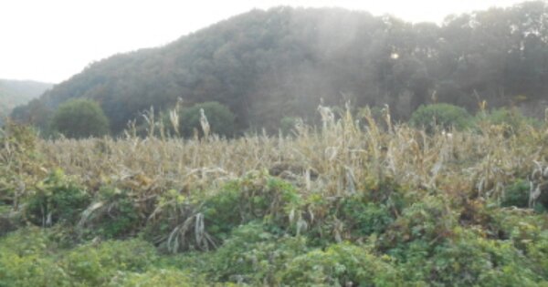세종특별자치시 소정면 대곡리 OOOOO 전 경매 물건 이미지