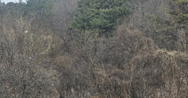충청남도 천안시 동남구 풍세면 남관리 OOOOO 임야 경매 물건 이미지