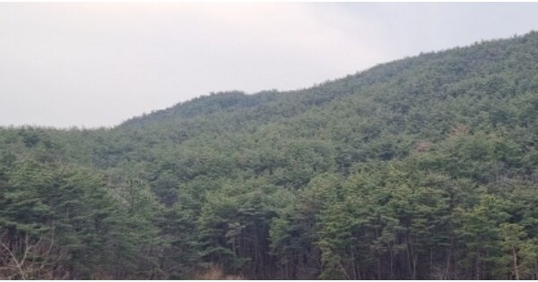 경상북도 경주시 문무대왕면 어일리 OOOOOO O OOO 임야 경매 물건 이미지