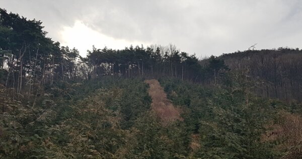 충청남도 홍성군 광천읍 담산리 OOOOO 임야 경매 물건 이미지