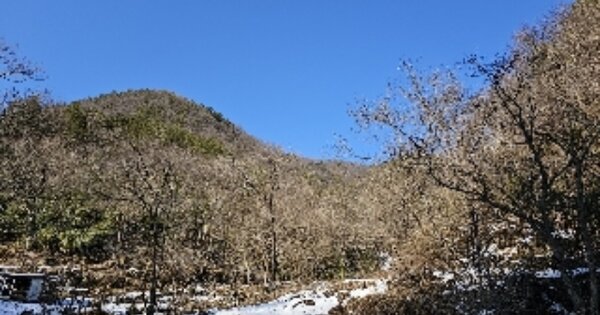 강원특별자치도 삼척시 도계읍 발이리 OOO O OOO 임야 경매 물건 이미지