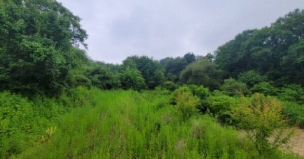 충청북도 청주시 흥덕구 강내면 궁현리 OOOOO 임야 경매 물건 이미지
