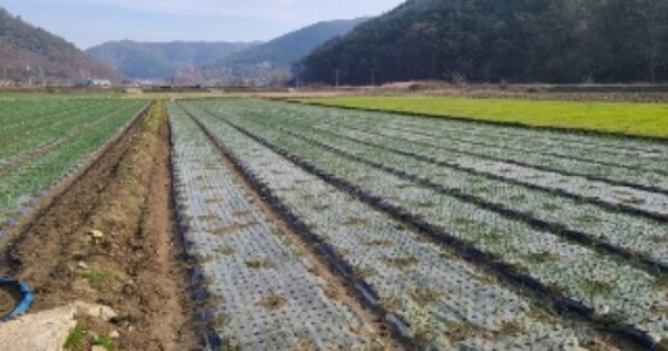 전라남도 나주시 다시면 청정리 OOO 답 경매 물건 이미지