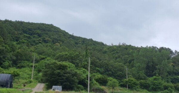 전라남도 장흥군 유치면 관동리 OOOOOO 임야 경매 물건 이미지