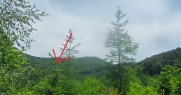 강원도 평창군 방림면 방림리 OOO O OOO 전 경매 물건 이미지