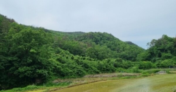 경상북도 경주시 감포읍 팔조리 OOO 임야 경매 물건 이미지