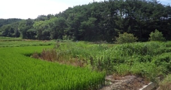 경상남도 창녕군 유어면 세진리 OOO 답 경매 물건 이미지