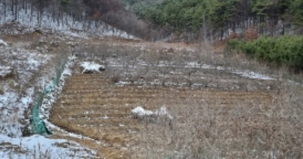 전라북도 장수군 계북면 어전리 OOO O OOOO 전 경매 물건 이미지