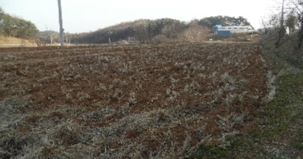 충청남도 당진시 고대면 장항리 OOOOO 답 경매 물건 이미지