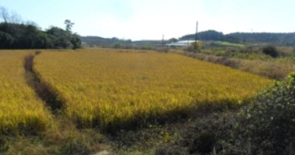 전라북도 고창군 해리면 광승리 OOOO O OOO 답 경매 물건 이미지