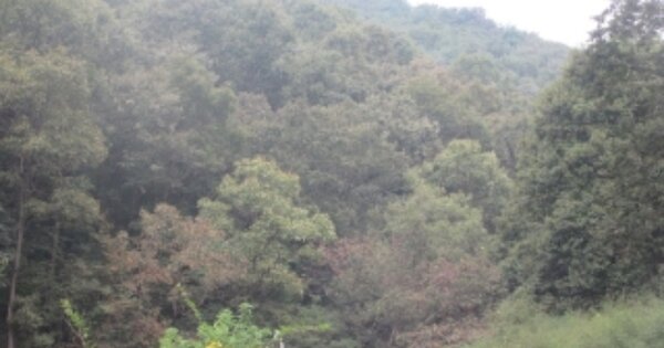 충청북도 괴산군 소수면 길선리 OOO 임야 경매 물건 이미지