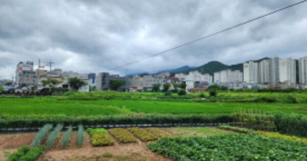 울산광역시 울주군 삼남읍 교동리 OOOOO 답 경매 물건 이미지