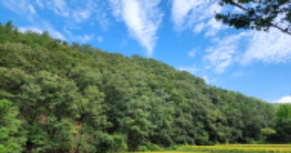울산광역시 울주군 웅촌면 대복리 OOOOO O OOO 임야 경매 물건 이미지